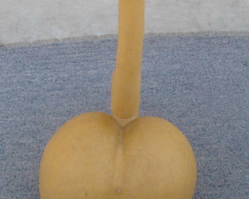 葫芦|bottle gourd